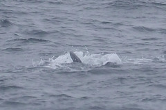 Balaenoptera physalus