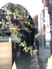 Nematanthus gregarius