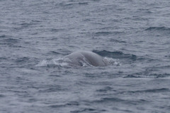 Balaenoptera physalus