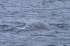 Balaenoptera physalus