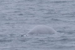 Balaenoptera physalus