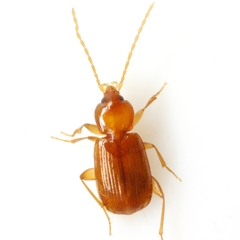 Micratopus aenescens