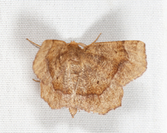 Metarranthis hypochraria