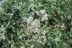 Nitraria sibirica