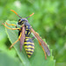 Hornets, Paper Wasps, Potter Wasps, and Allies - Photo (c) CÃ©cile Bassaglia, some rights reserved (CC BY-NC-SA)