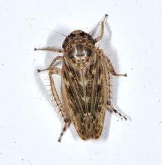 Euscelis variegatus