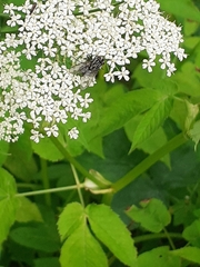 Graphomya maculata