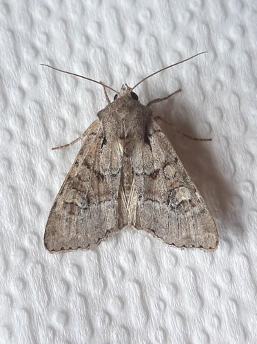 Bordered Apamea Moth and Allies photo 5