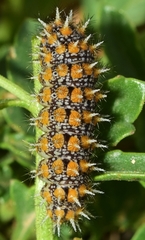 Melitaea deione