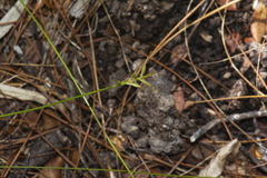 Carex lectissima