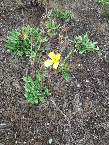 Oenothera villosa ssp. strigosa