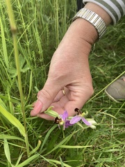 Ophrys apifera