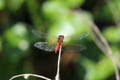 Sympetrum illotum