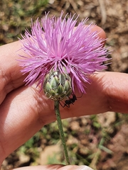 Mantisalca salmantica