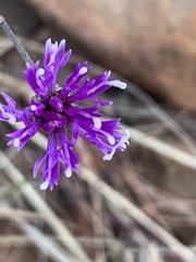 Oocephala staehelinoides