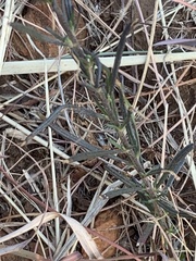 Oocephala staehelinoides