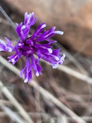Oocephala staehelinoides
