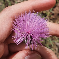 Mantisalca salmantica