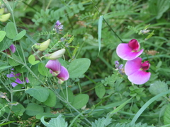 Lathyrus grandiflorus