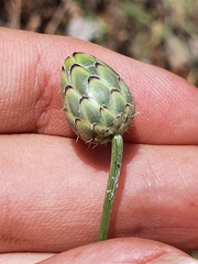 Mantisalca salmantica