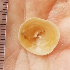 Calyptraea chinensis