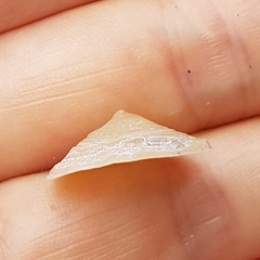 Calyptraea chinensis