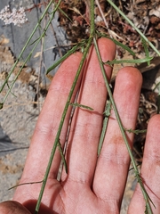 Mantisalca salmantica