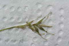 Carex lectissima