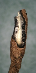 Xylaria hyperythra