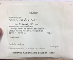 Xylaria hyperythra