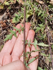 Mantisalca salmantica