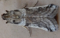 Laetilia dilatifasciella