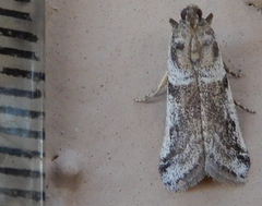 Laetilia dilatifasciella