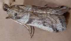 Laetilia dilatifasciella
