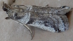 Laetilia dilatifasciella