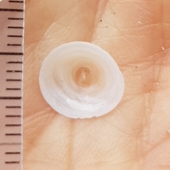 Calyptraea chinensis