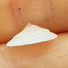 Calyptraea chinensis