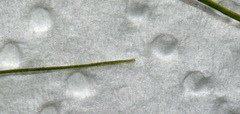 Carex lectissima
