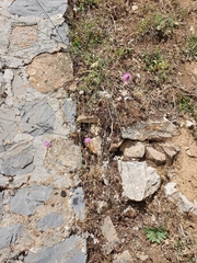 Mantisalca salmantica