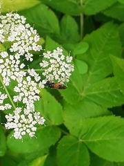 Arge cyanocrocea