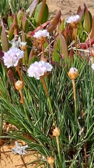 Armeria welwitschii