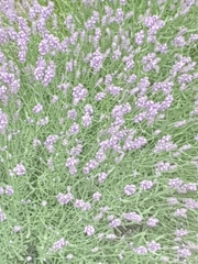 Lavandula angustifolia