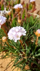 Armeria welwitschii