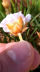 Armeria welwitschii