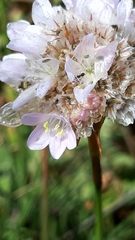 Armeria welwitschii