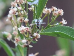 Pseudoscaeva diversifasciata