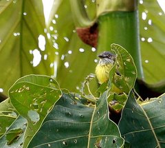 Todirostrum maculatum