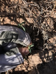 Euphorbia acuta