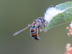 Pseudoscaeva diversifasciata