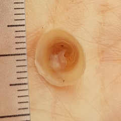 Calyptraea chinensis